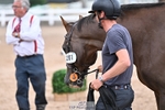 Trot Up 4.30 to 5.00 portfolio