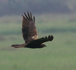 Black Kite