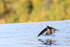 Cave Swiftlet in low flight over pool, Lovina, Bali