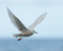 Iceland Gull (juvenile) hovering, Grundarfjörður, Iceland