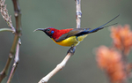 Mrs Gould's Sunbird