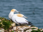 Gannets