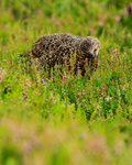 Red Grouse feeding on heather shoots, Scotland