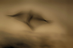 Ghost Bird, Lake Boora, Ireland.