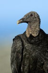 American Black Vulture close-up, Corcovado NP, Costa Rica