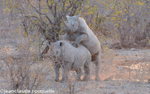 Black rhinos in love!