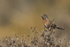 Dartford Warbler