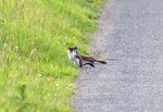 Stoats