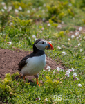Puffin on Skomer