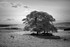 Henside Copse 04