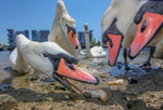 Urban Mute Swan Photography portfolio