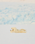 Polar Bear (female) rolling on back in snow, Svalbard, Norway