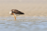 Greater Yellowlegs scratching, Florida