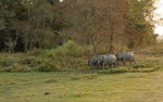Ellephant's family