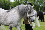 SIAL6517