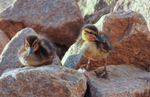 2 Little ducks Hunstanton by Kath Wright