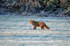 Red Fox