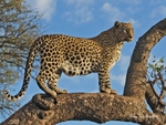 Lookout Leopard