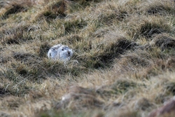 Mountain Hares Jan 2018