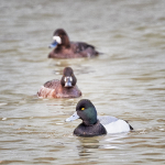 THREE SCAUP, 2018- PORT ROWAN