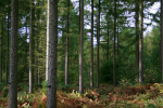 Westonbirt _WB005