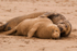 Grey Seals