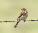 Corn Bunting - Emberiza calandra