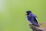Swallow  - Perched and Calling