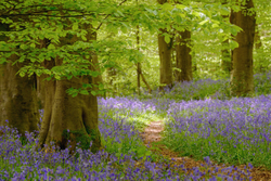 Path through Bluebell woods