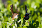 Mr and Mrs red backed fairy wren