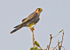 Red Necked Falcon