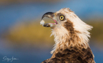 Osprey with Luderick 18