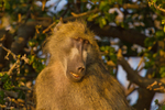 Dozing Baboon