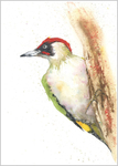 Limited print of GREEN WOODPECKER watercolour 289