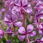 Rose-bay willowherb (Epilobium angustifolium) 