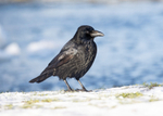 Carrion Crow - Corvus corone