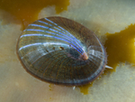 Patella pellucida