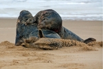 Grey Seals Fighting