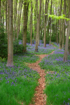Bluebells   _ WOOD_020