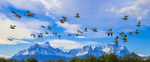 Geese in flight, Torres del Paine, Chile.