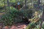 Gjøkåsen bear den, Pasvikdalen, Troms og Finnmark, Norway