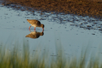 Redshank - Barthorp's Creek