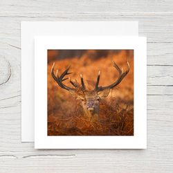 Red Deer