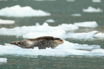 Harbour Seal resting on ice, Surprise Inlet, Alaska