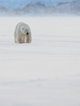 Male Polar Bear front, Svalbard, Norway