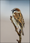 House Sparrow