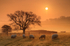 z1972 Early Morning Mist, Ashey