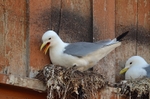 Kittiwakes