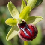 Gargano Ophrys (Ophrys sphegodes ssp.  ssp passionis.. also O. garganica, O. passionis)