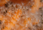 Alcyonium digitatum